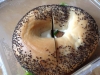 0413_Sodebo_Bagel-Pastabox_10